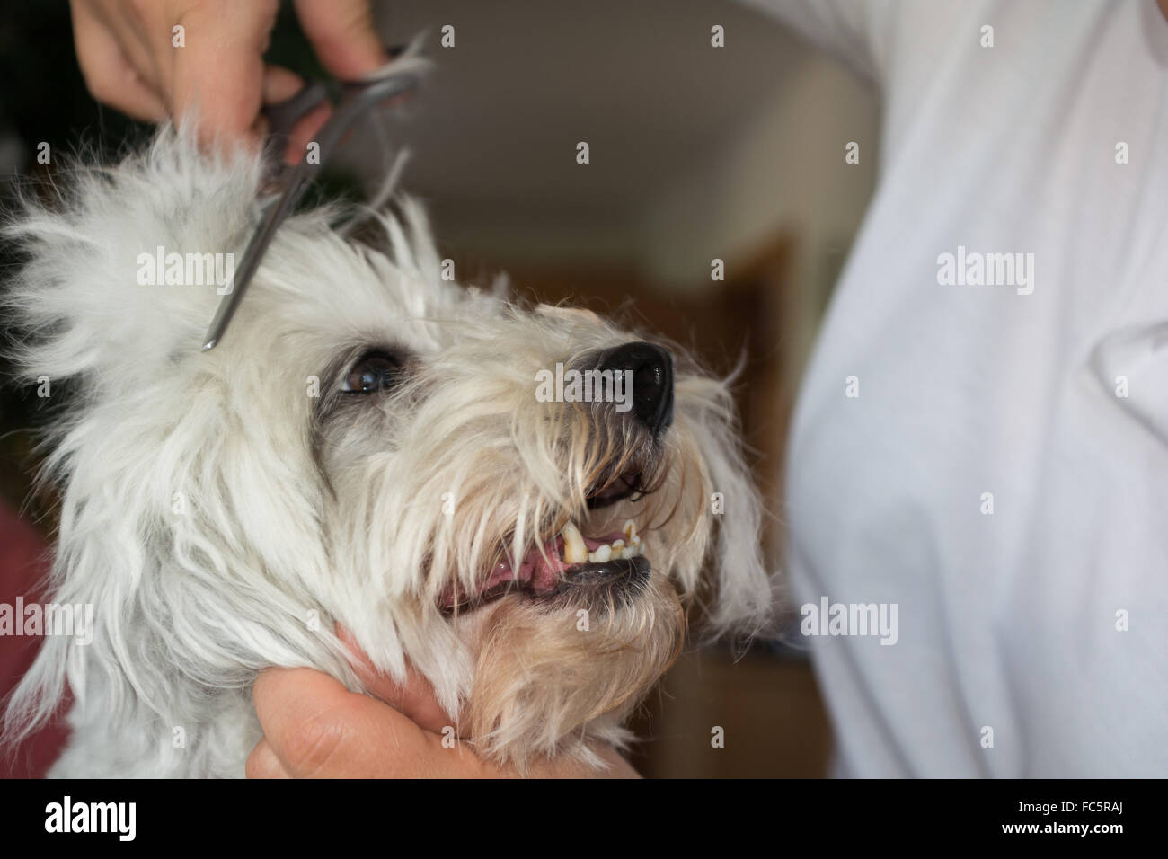 Piccolo Cane bianco nel pet toelettatura Foto Stock