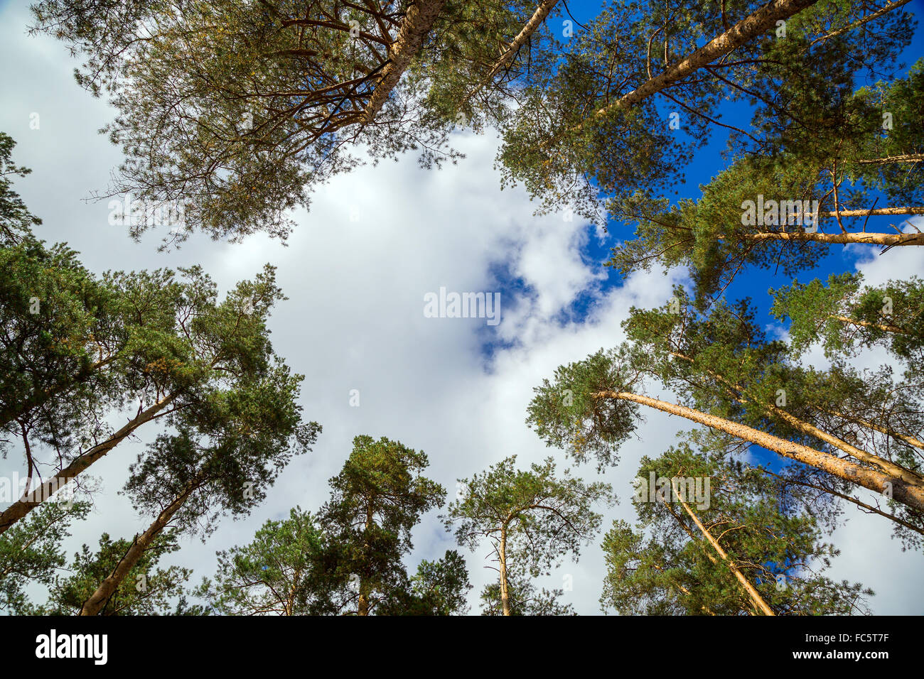 Le cime dei pini contro il cielo Foto Stock