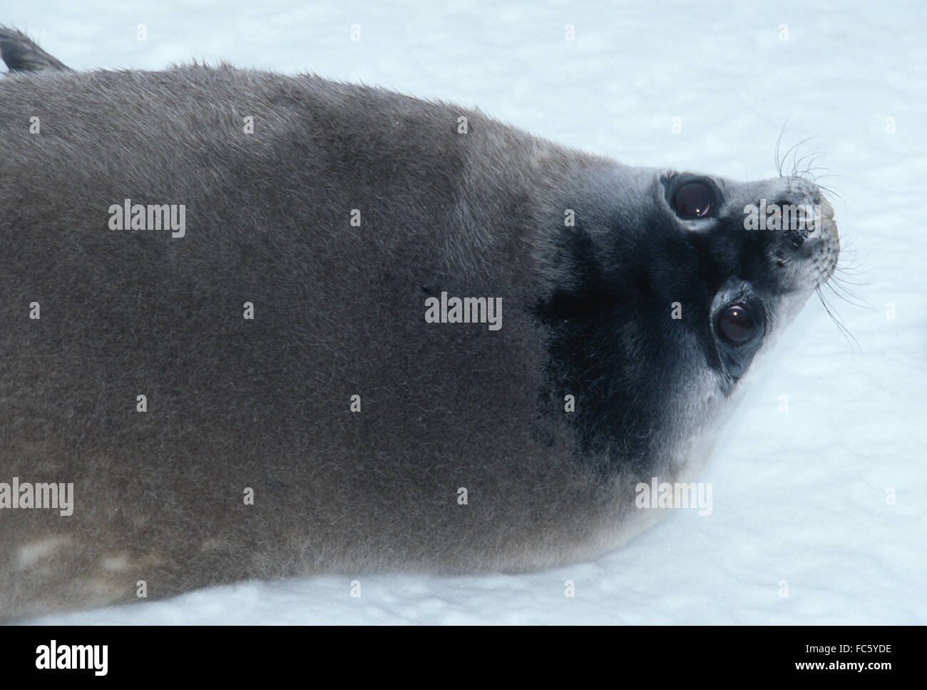 Guarnizione di Weddell cazzate fino su ghiaccio a Dawson Lambton Glacier area di Antartide Foto Stock