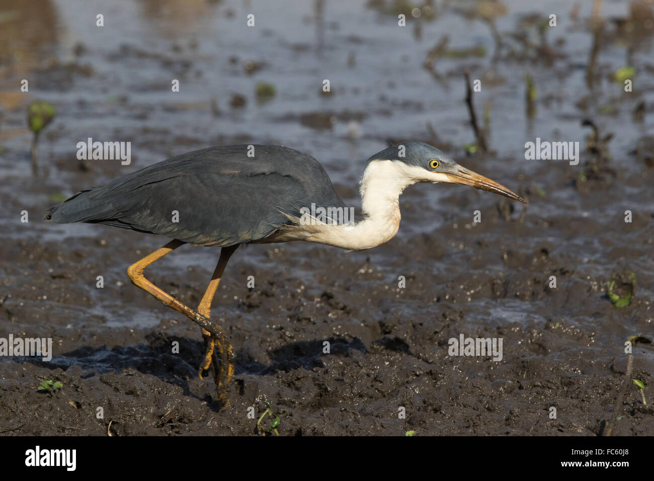 Pied Heron (Egretta picata) stalking preda nel fango sul bordo di una laguna Foto Stock