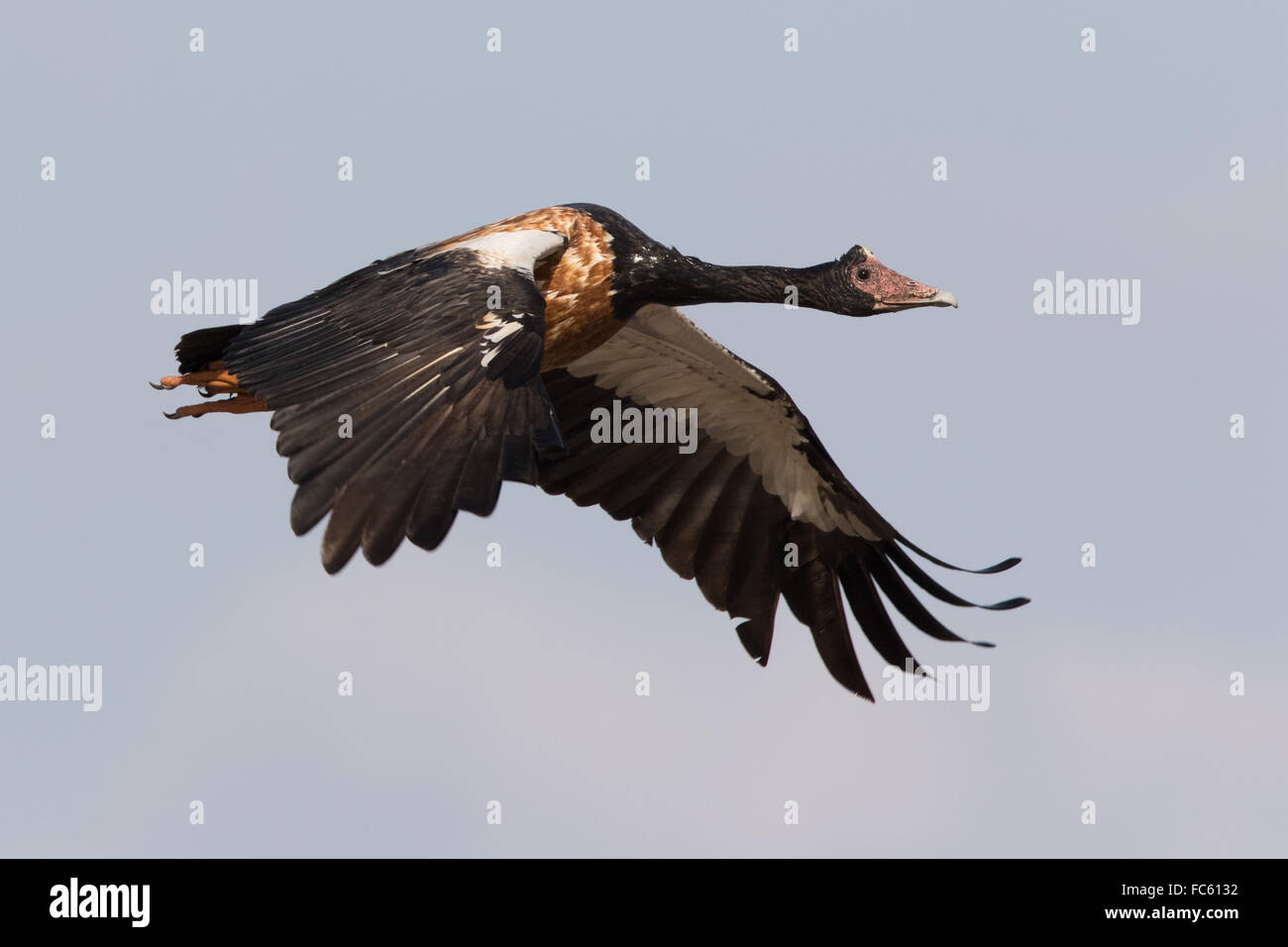 Gazza Oca (Anseranus semipalmata) in volo Foto Stock