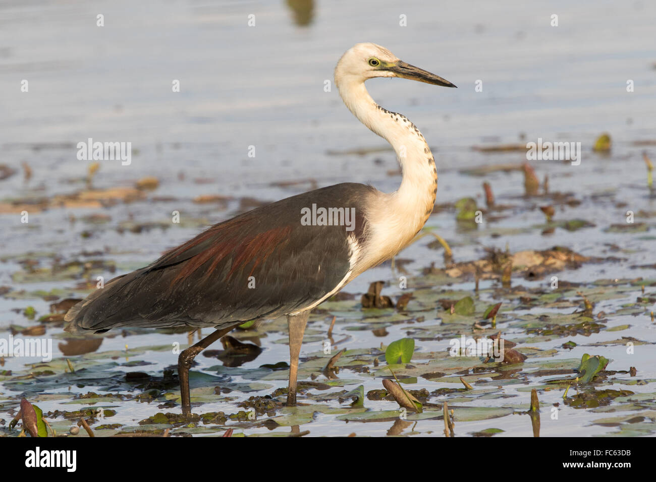 Bianco colli di airone rosso (Ardea pacifica) guadare in una ninfea-ricca laguna Foto Stock