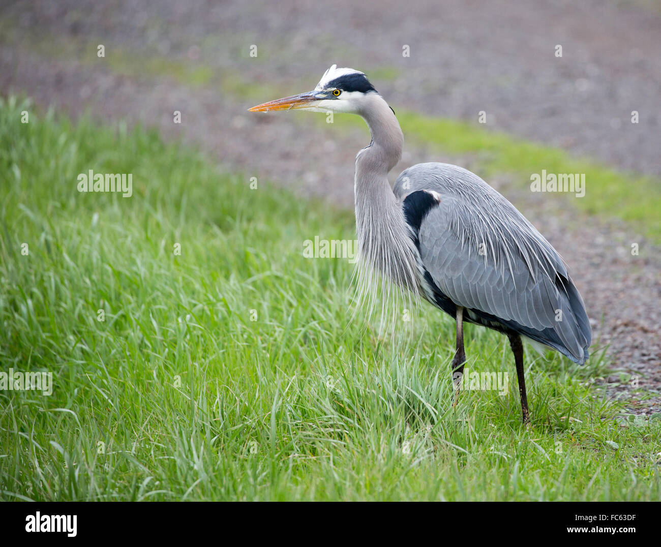 Airone blu (Ardea Erodiade) rovistando nelle praterie Foto Stock