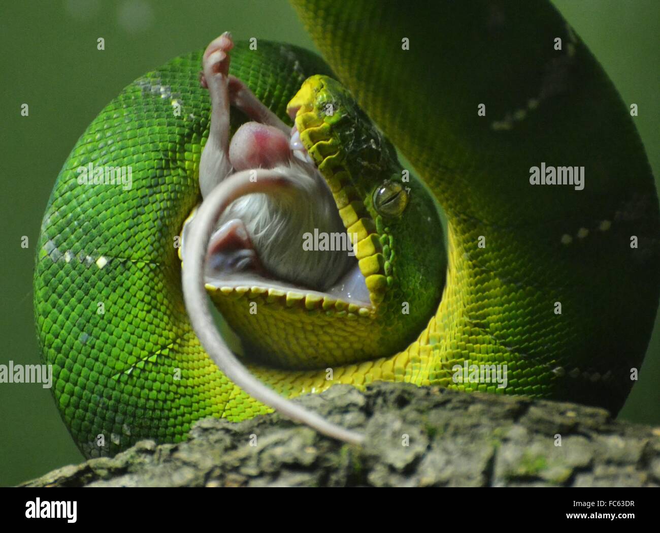 Il Green Tree Python (Morelia viridis), un serpente nativo del Pacifico e del sudest asiatico mangia un mouse Foto Stock