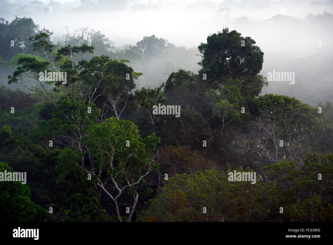 Amazon Rain Forest visto dal tettuccio in Ecuador Foto Stock