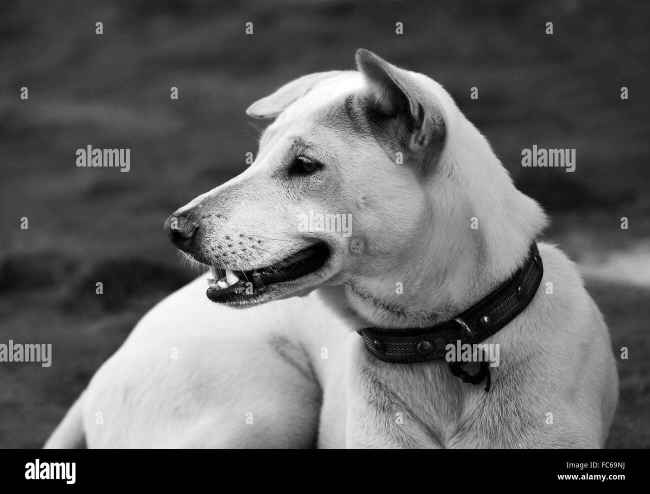 Attento cane bianco Foto Stock