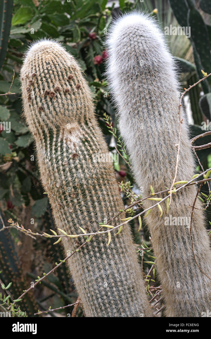 Cleistocactus Strausii Foto Stock