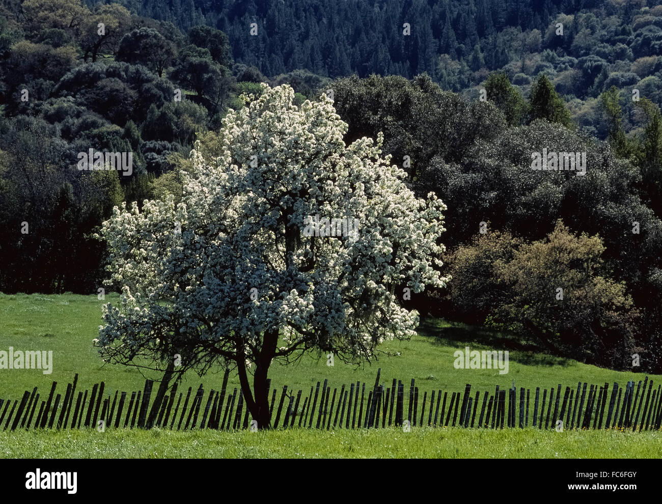 Un unico albero di mele (malus domestica) con la sua bella bianca fiorisce in primavera si distingue nel mondo rurale di Anderson Valley in Mendocino County, California del Nord, Stati Uniti d'America. Foto Stock