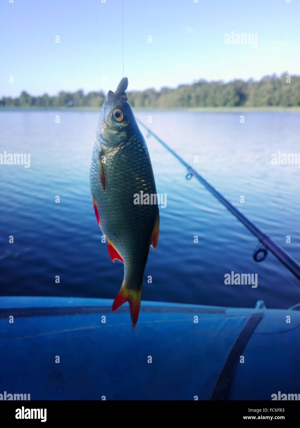 Estate Lago pesca sportiva Rudd pesce Foto Stock