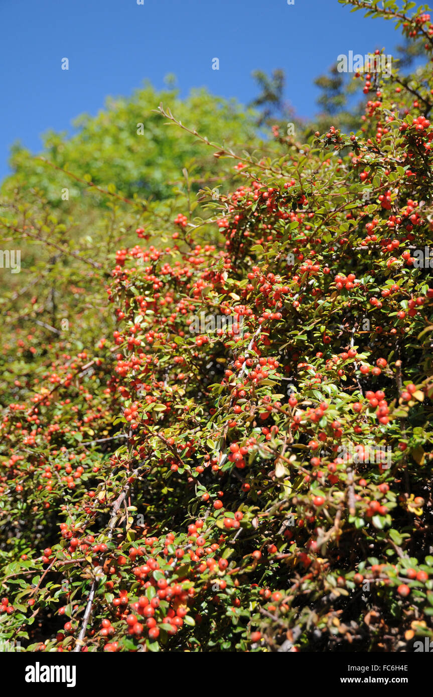 Uva ursina cotoneaster Foto Stock