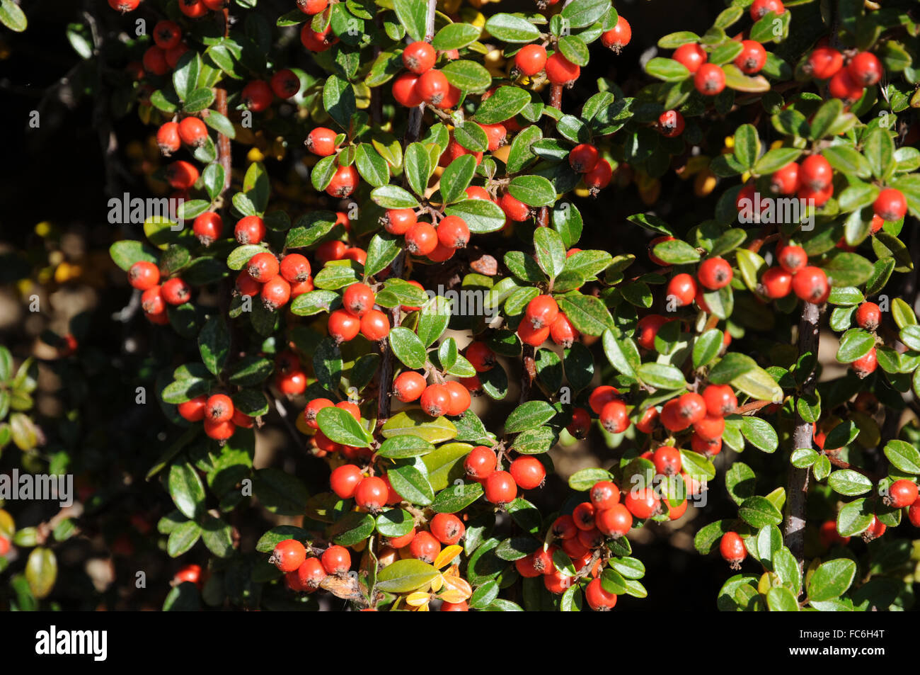 Uva ursina cotoneaster Foto Stock