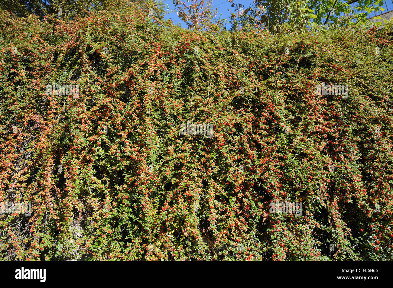 Uva ursina cotoneaster Foto Stock