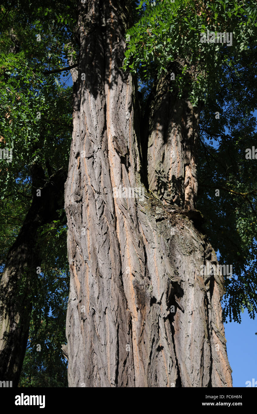 Robinia pseudoacacia Foto Stock
