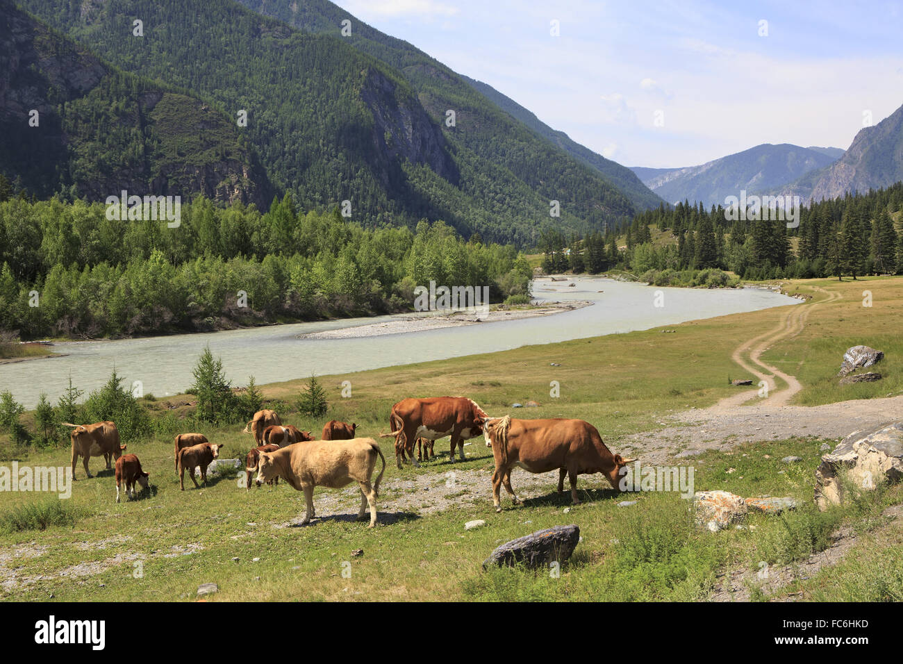 Le mucche pascolano in prossimità di un fiume nelle montagne di Altai. Foto Stock