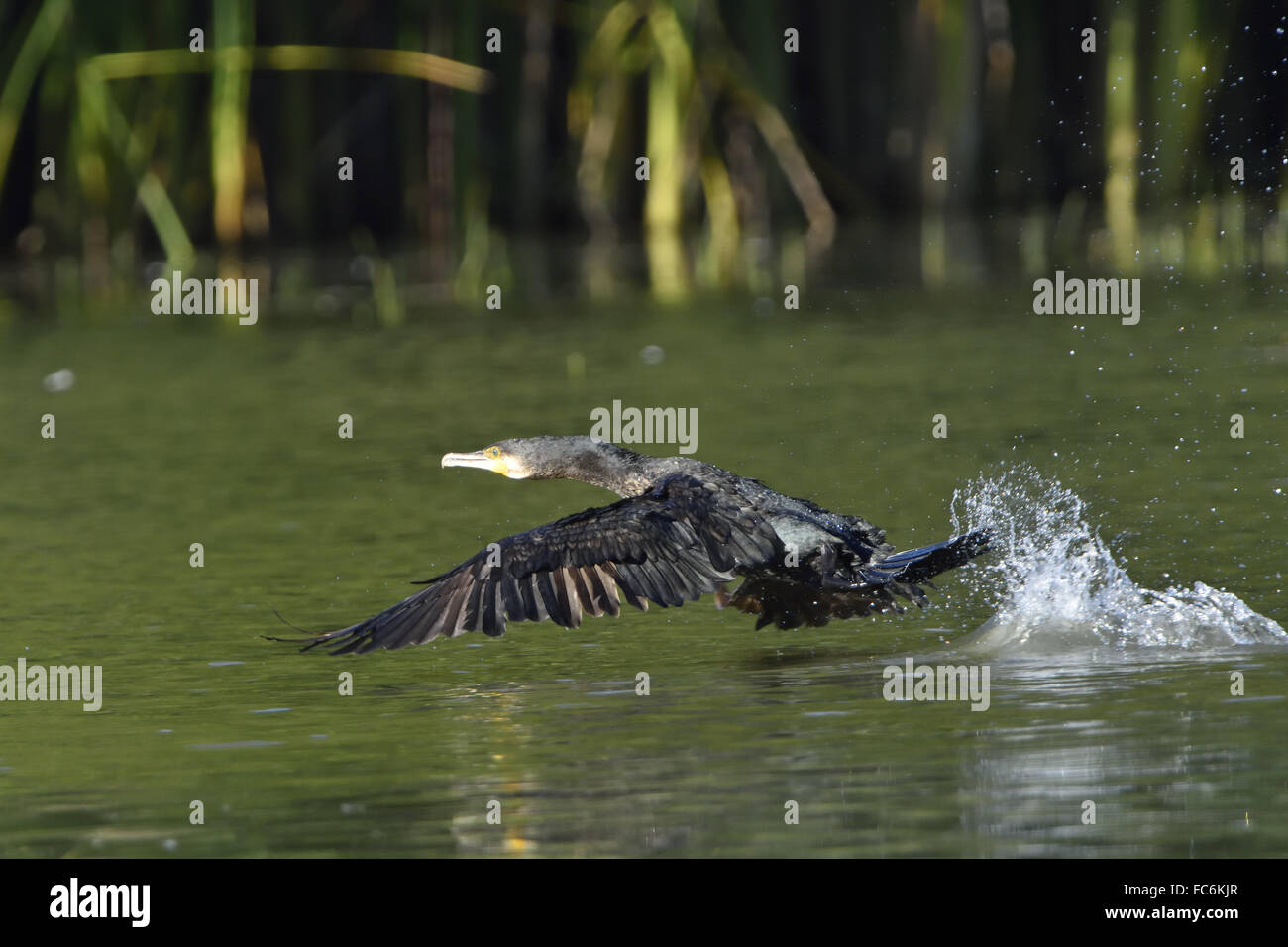 Cormorano Foto Stock