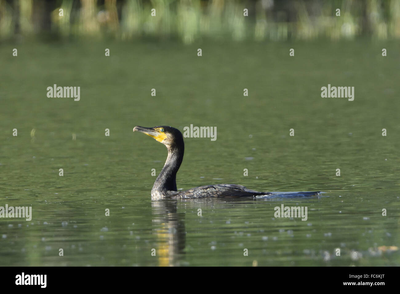 Cormorano Foto Stock