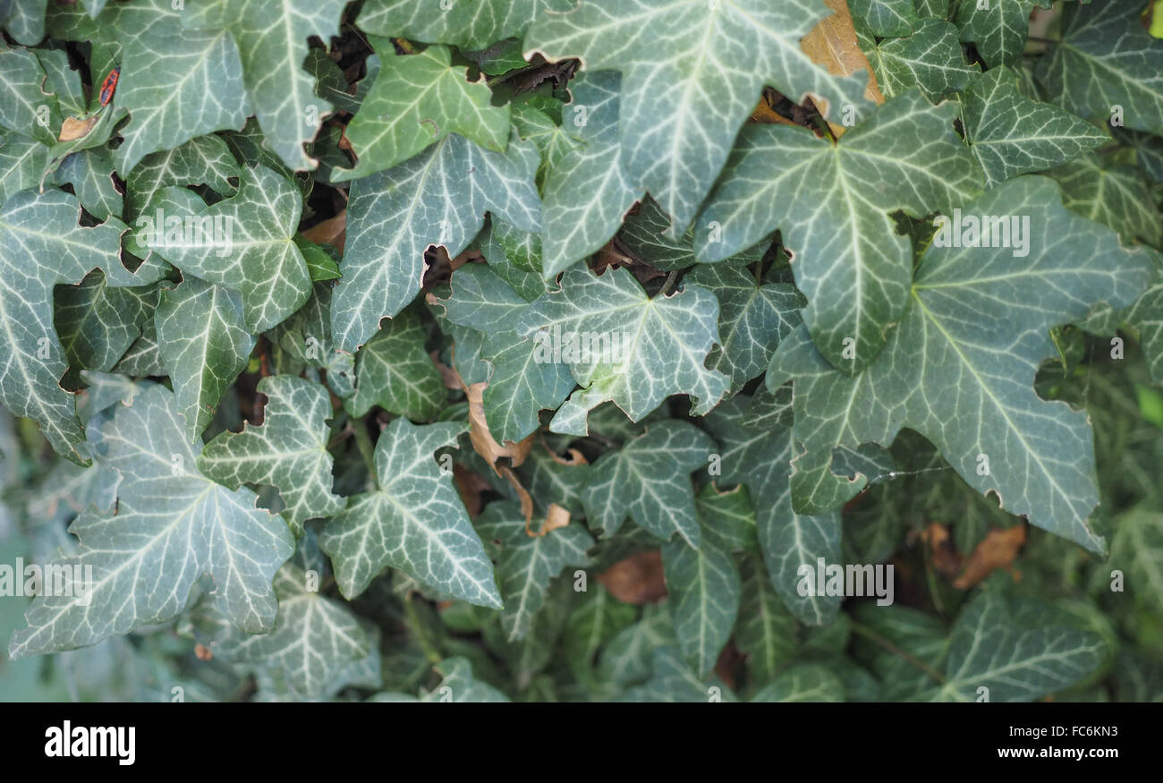 Pianta di edera Foto Stock