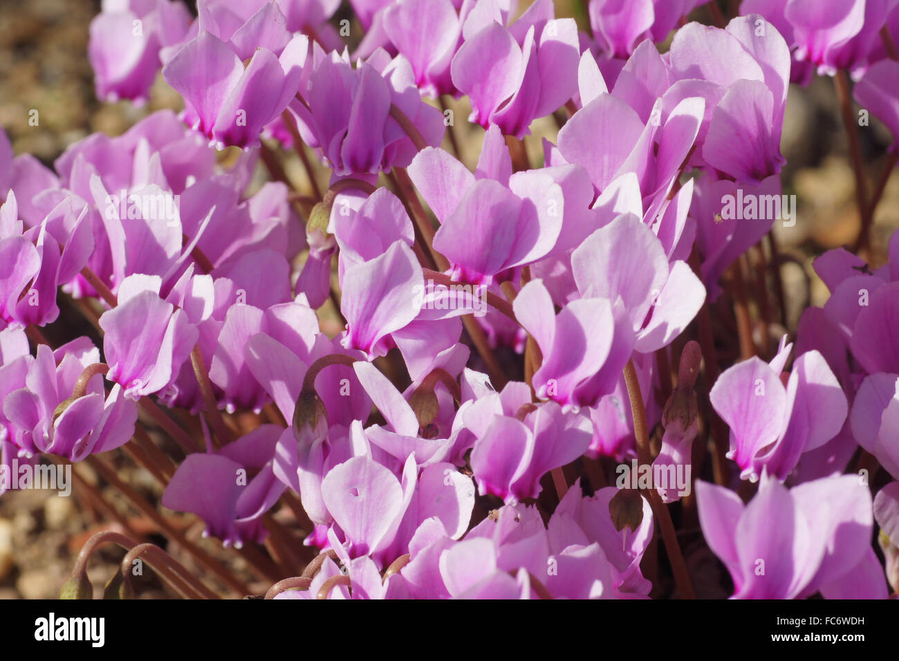 Edera-lasciava persiano di violetta Foto Stock