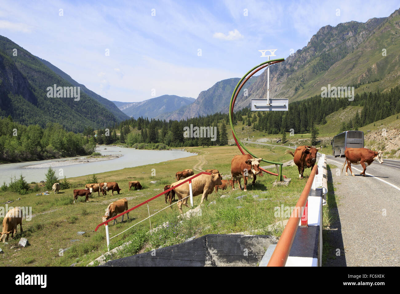 Le vacche a piedi su Chuysky Trakt. Foto Stock