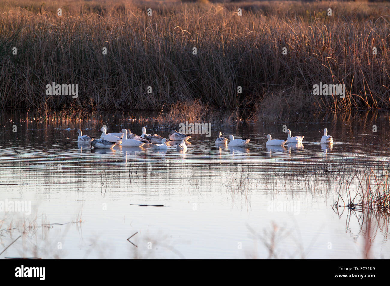 Un gruppo di varie specie di oche feed nella prima mattinata a Sacramento Wildlife Refuge in California Foto Stock