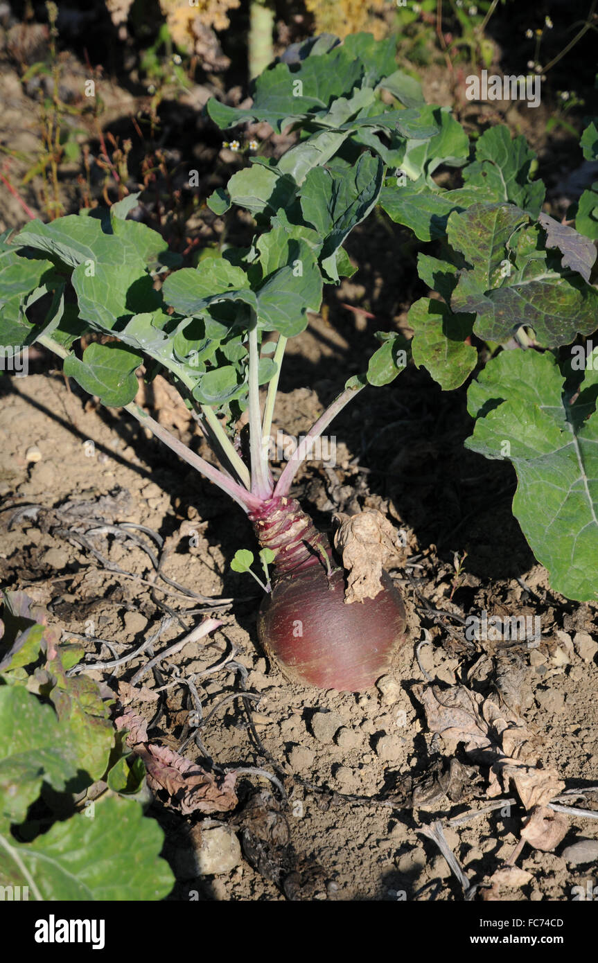 Rutabaga Foto Stock