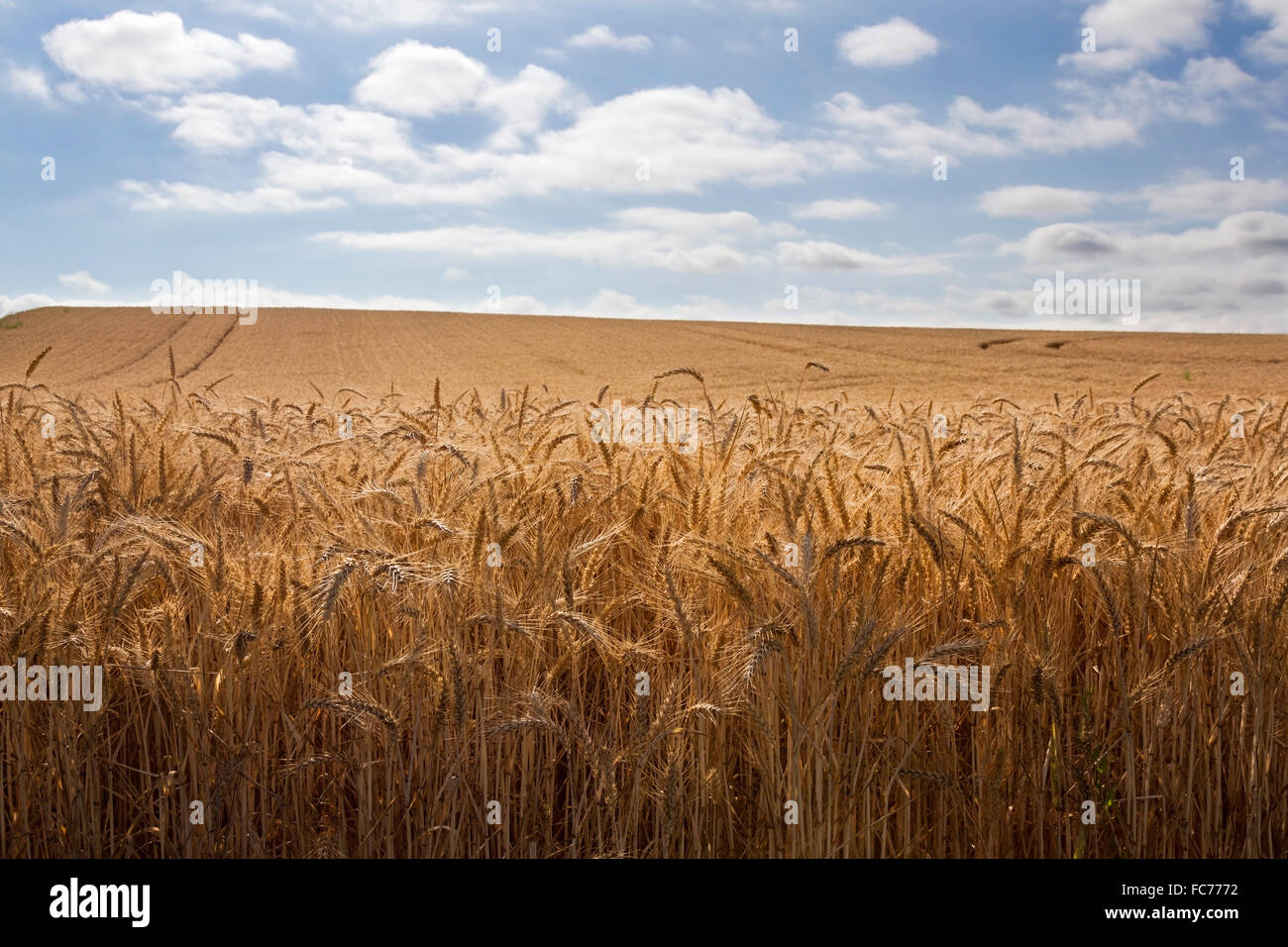 Golden campo di grano con un luminoso cielo blu sopra Foto Stock