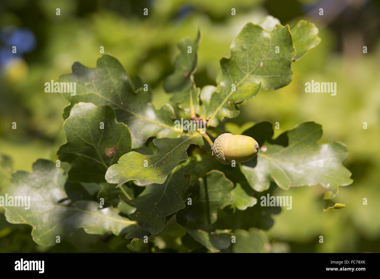 Rovere, Quercus robur, ghiande Foto Stock