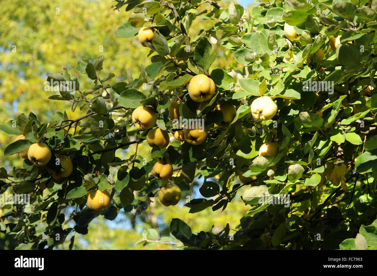 Albero di mele cotogne Foto Stock