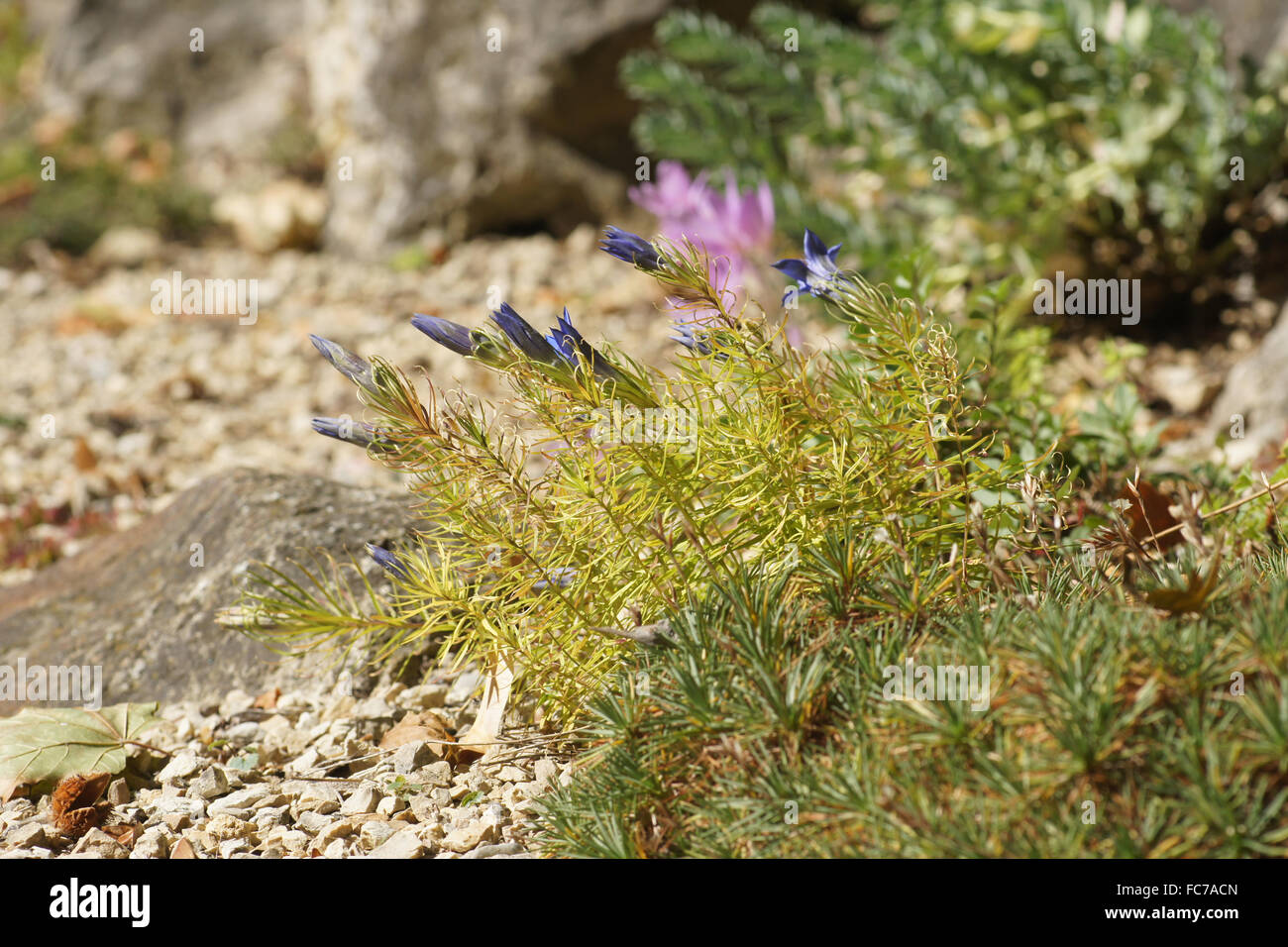 Appariscente genziana cinese Foto Stock
