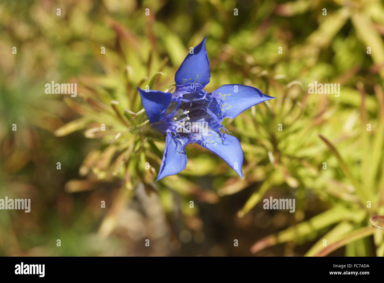 Appariscente genziana cinese Foto Stock