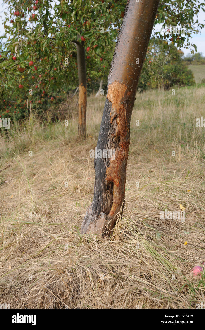 Melo, corteccia-ferire Foto Stock