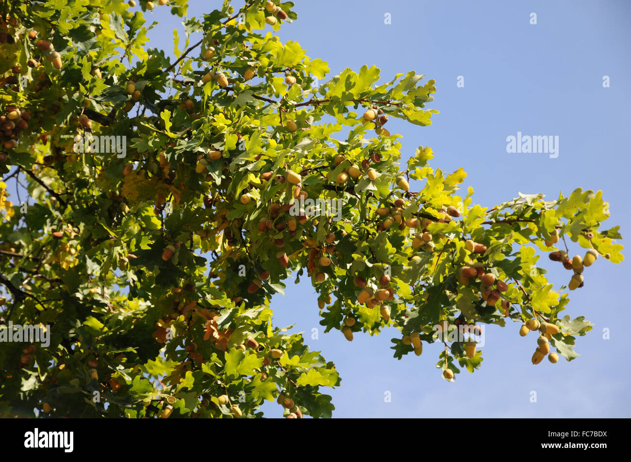 Tedesco di rovere Foto Stock
