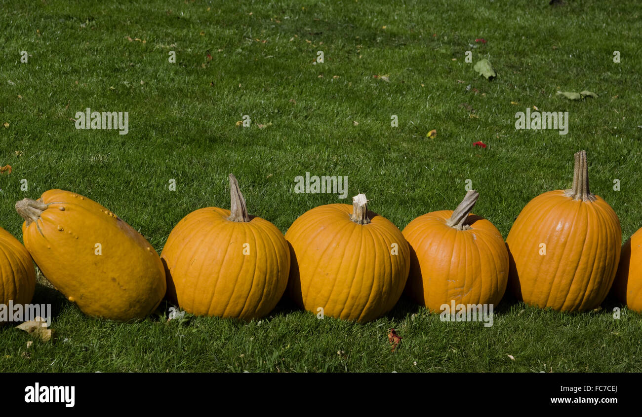 Zucche giganti Foto Stock