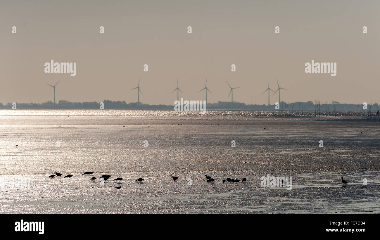 Parco nazionale di Wattenmeer Foto Stock