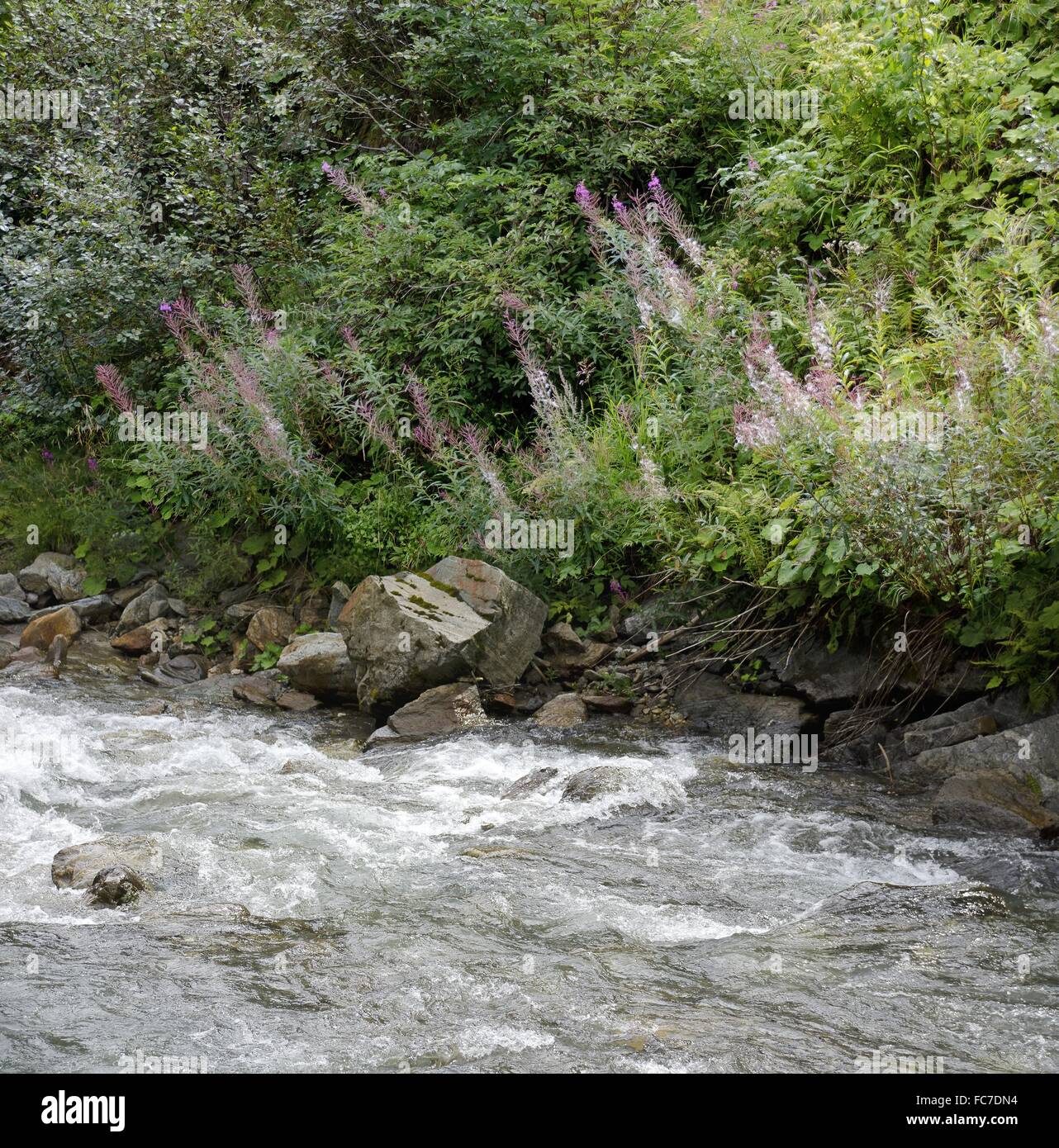 Fioritura delle piante in un torrente di montagna Foto Stock