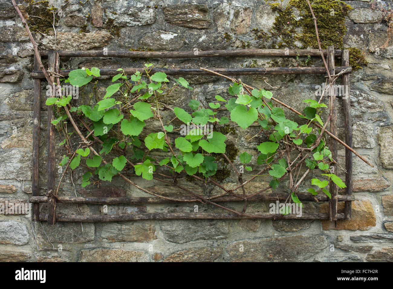 Ivy cresce dal foro nel muro di pietra Foto Stock