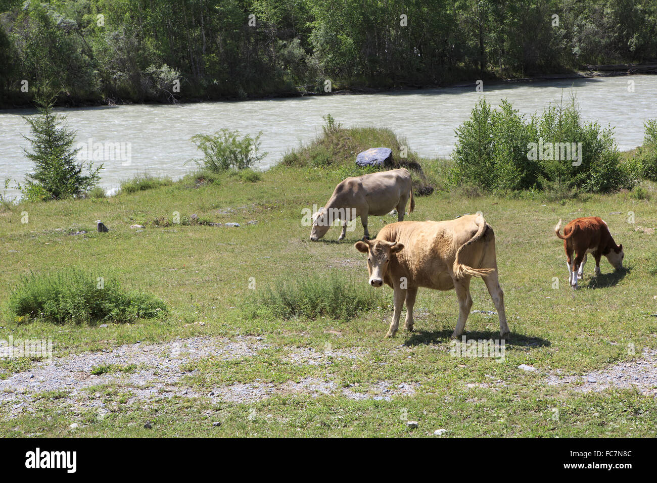 Le mucche pascolano in prossimità di un fiume nelle montagne di Altai. Foto Stock