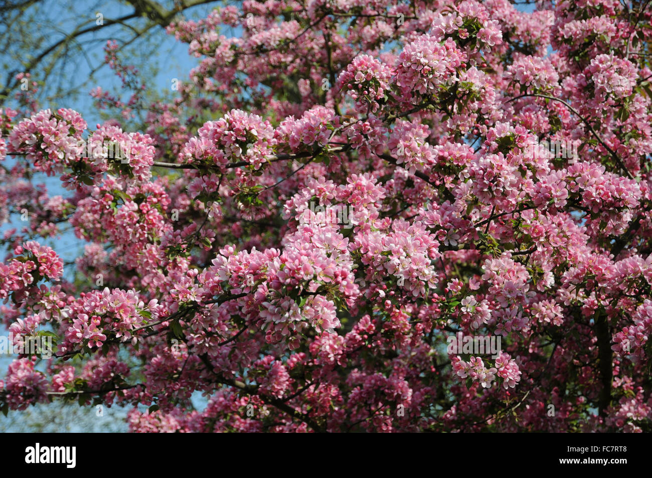 Apple di fioritura Foto Stock