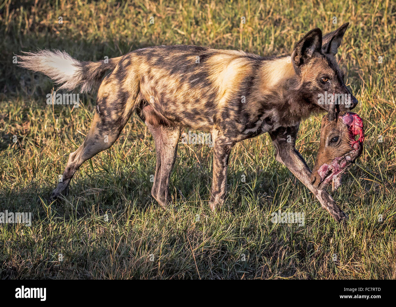 African wild dog (Lycaon pictus) portante una parte di esso uccide Foto Stock
