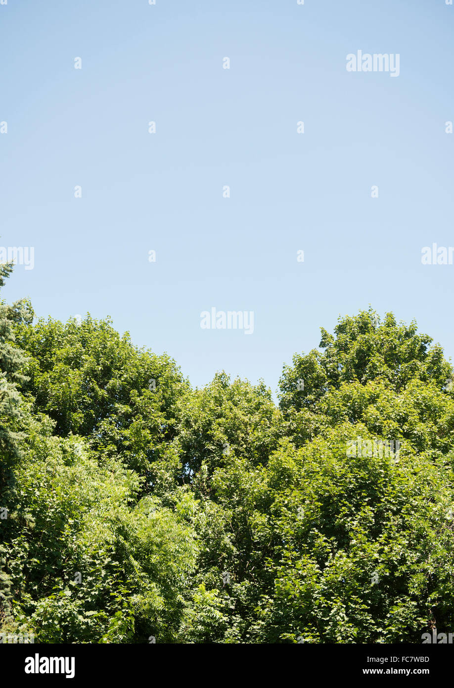 Treetops sotto il cielo blu Foto Stock