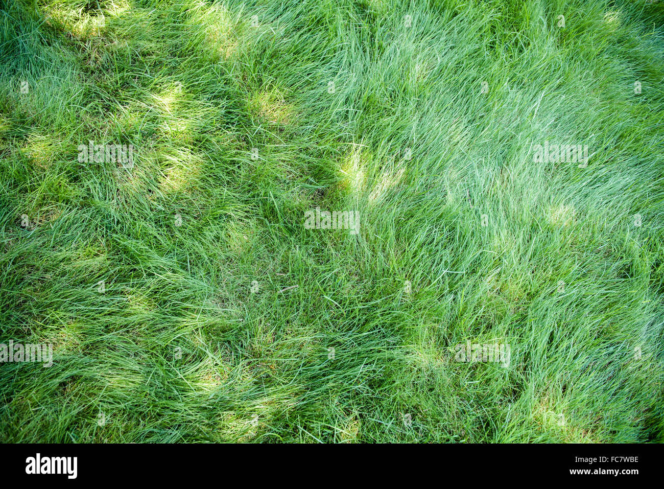 Angolo di alta vista di erba verde Foto Stock
