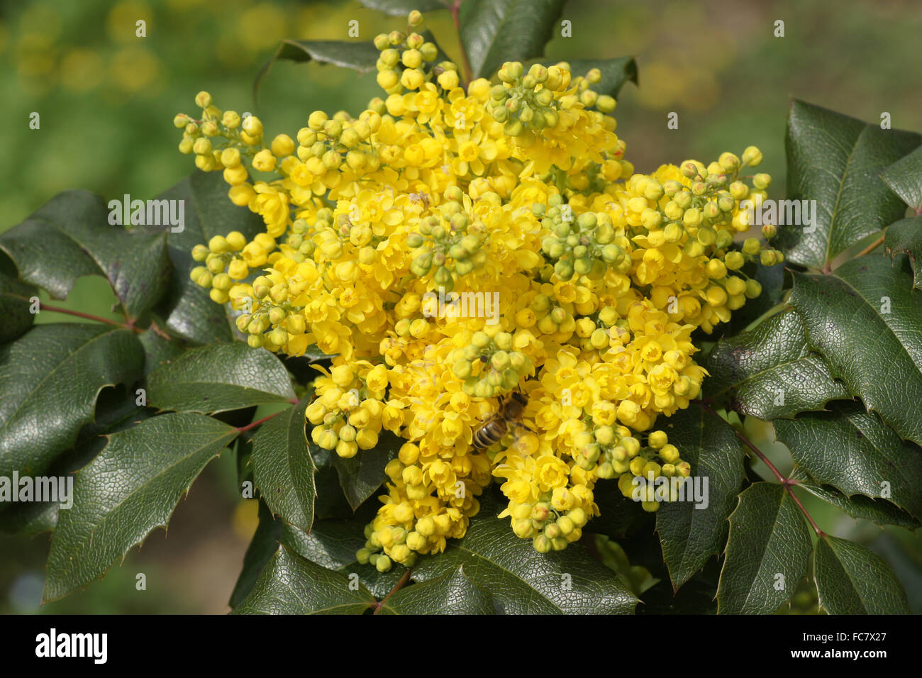 Oregon grape Foto Stock