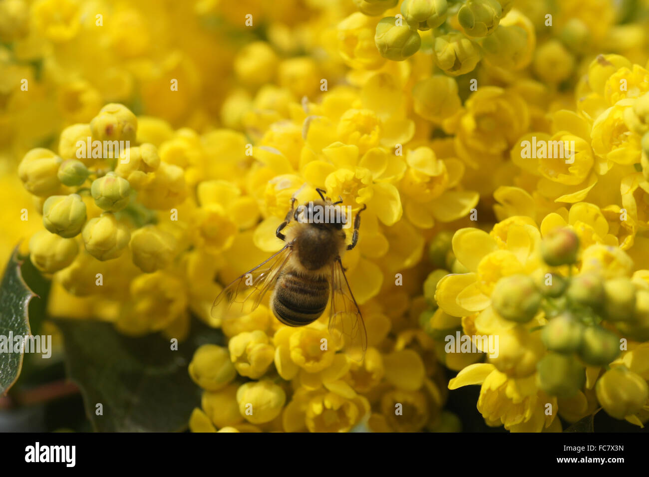 Oregon grape Foto Stock