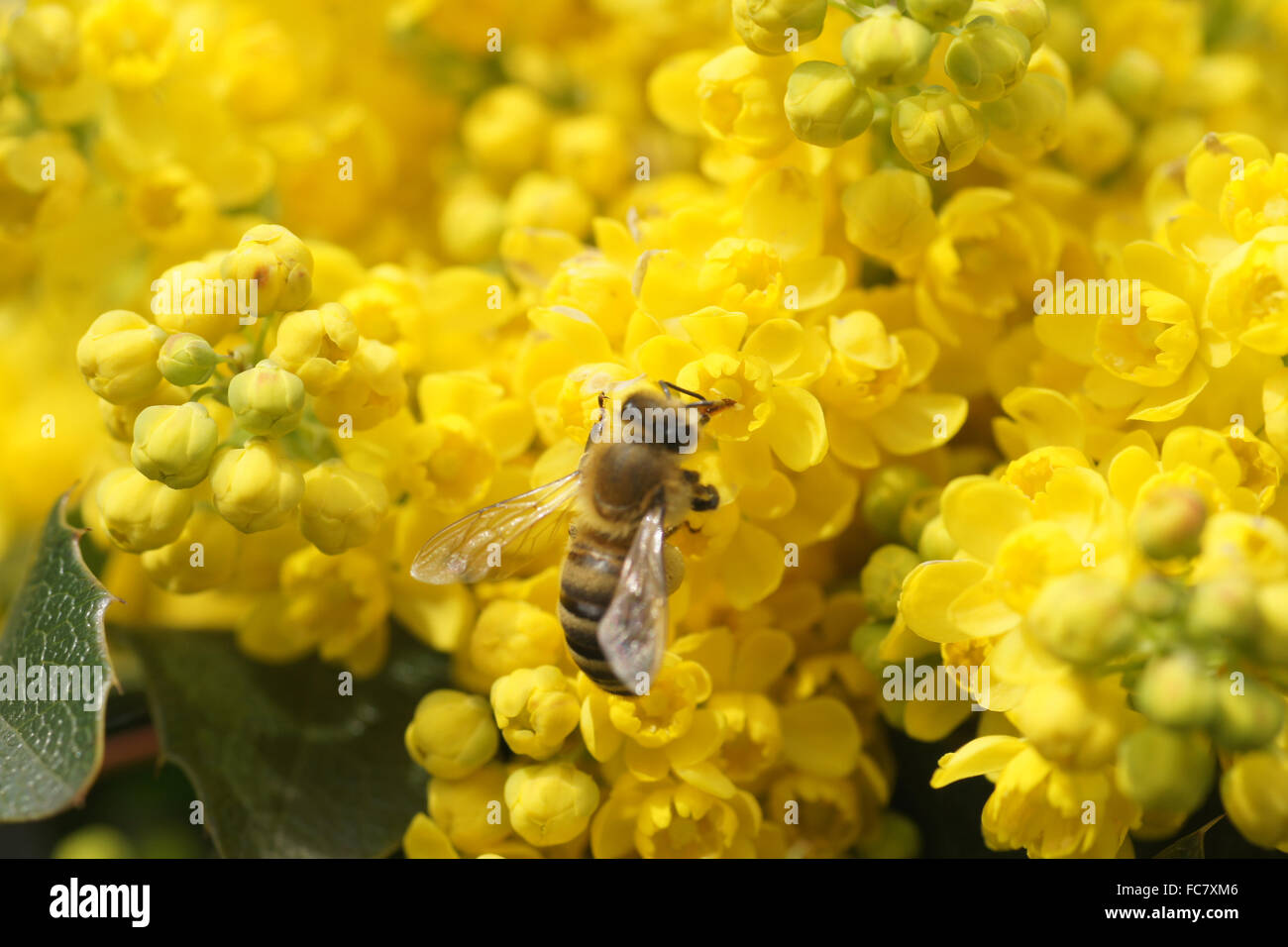 Oregon grape Foto Stock