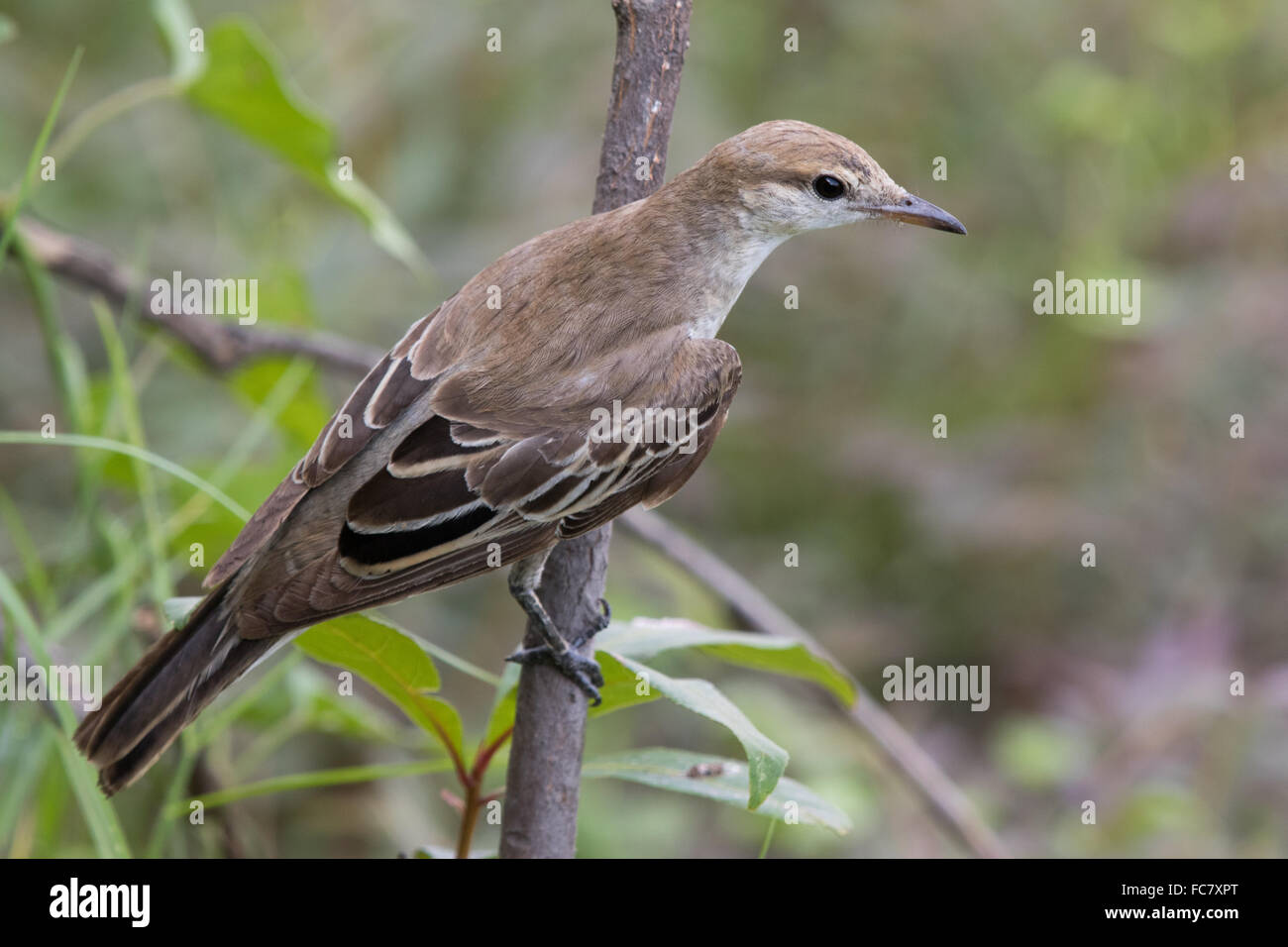 Femmina bianca-winged Triller (Lalage tricolore) Foto Stock