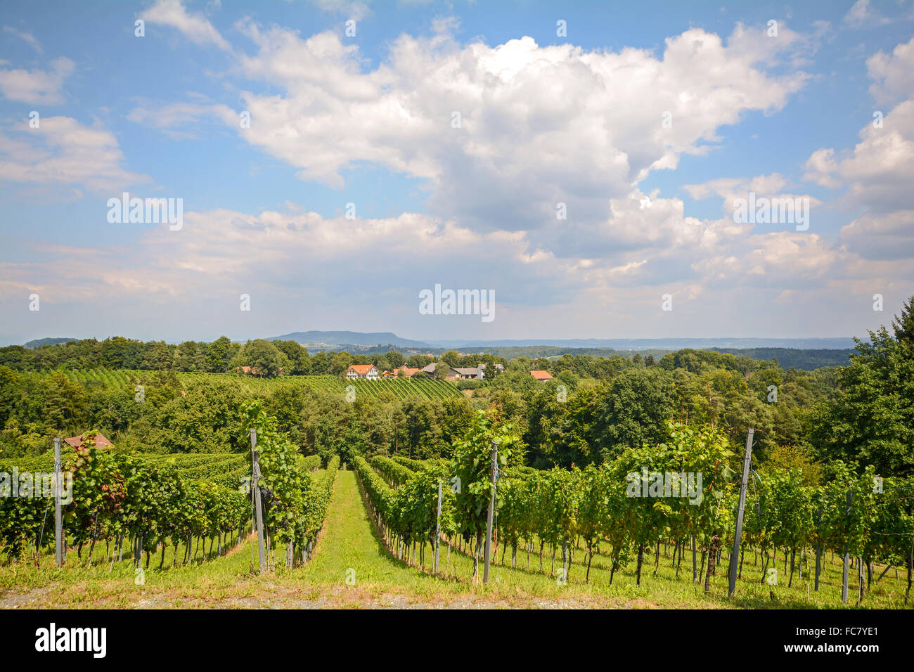 Vigneto con i vitigni prima del raccolto in autunno, sud della Stiria Austria Europa Foto Stock