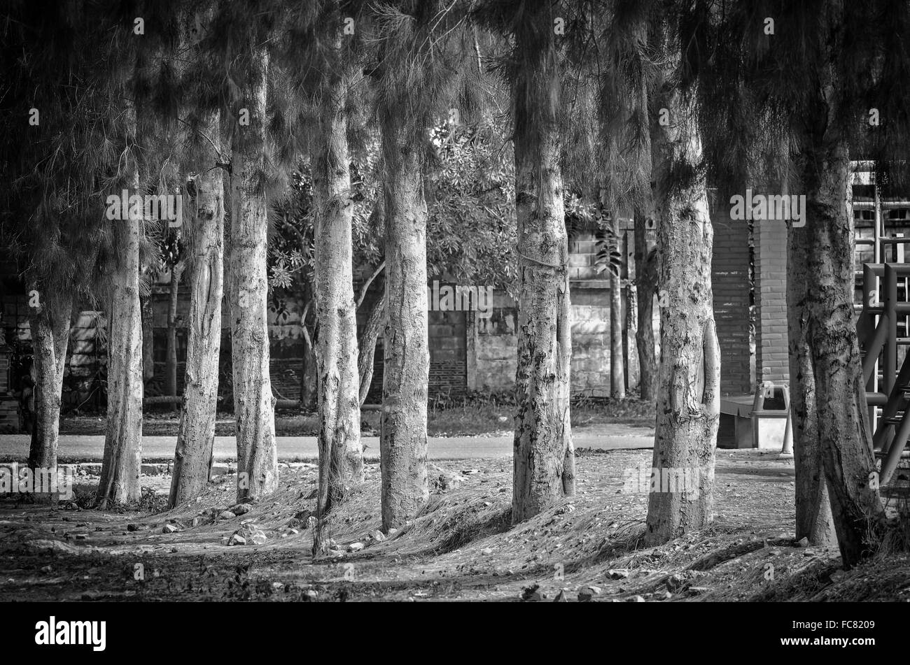 Alberi di pino in mente vintage nero di luce e la luce bianca Foto Stock
