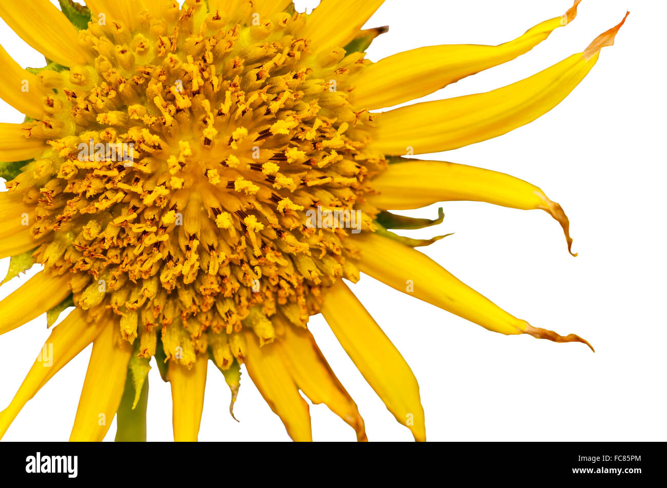Girasoli isolare su sfondo bianco Foto Stock