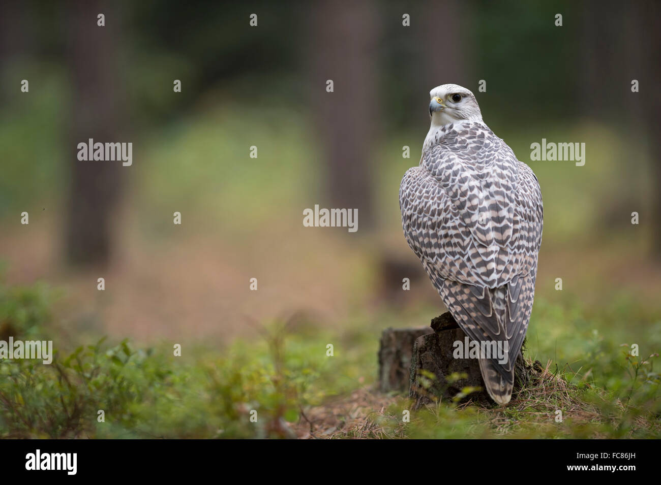 Gyrfalcon ( Falco rusticolus ) arroccato su un ceppo d'albero, sul terreno di un bosco, vista posteriore (prigioniero), Europa. Foto Stock