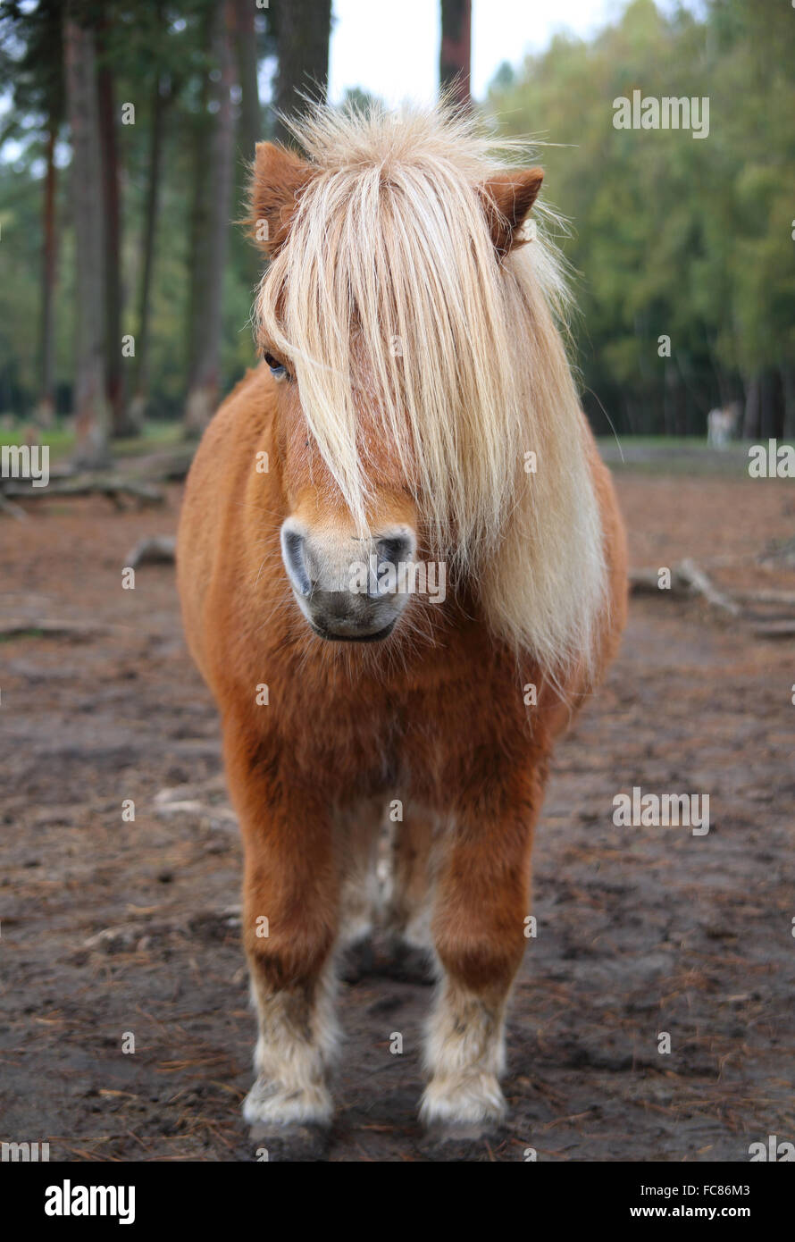 Pony frisur immagini e fotografie stock ad alta risoluzione - Alamy